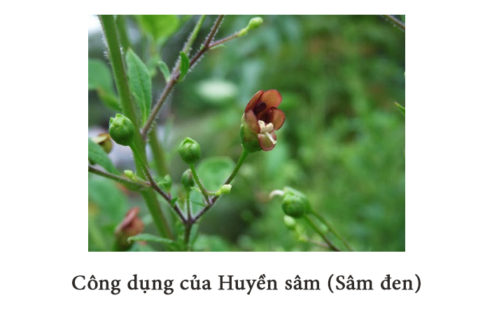 Hồng sâm Hàn Quốc