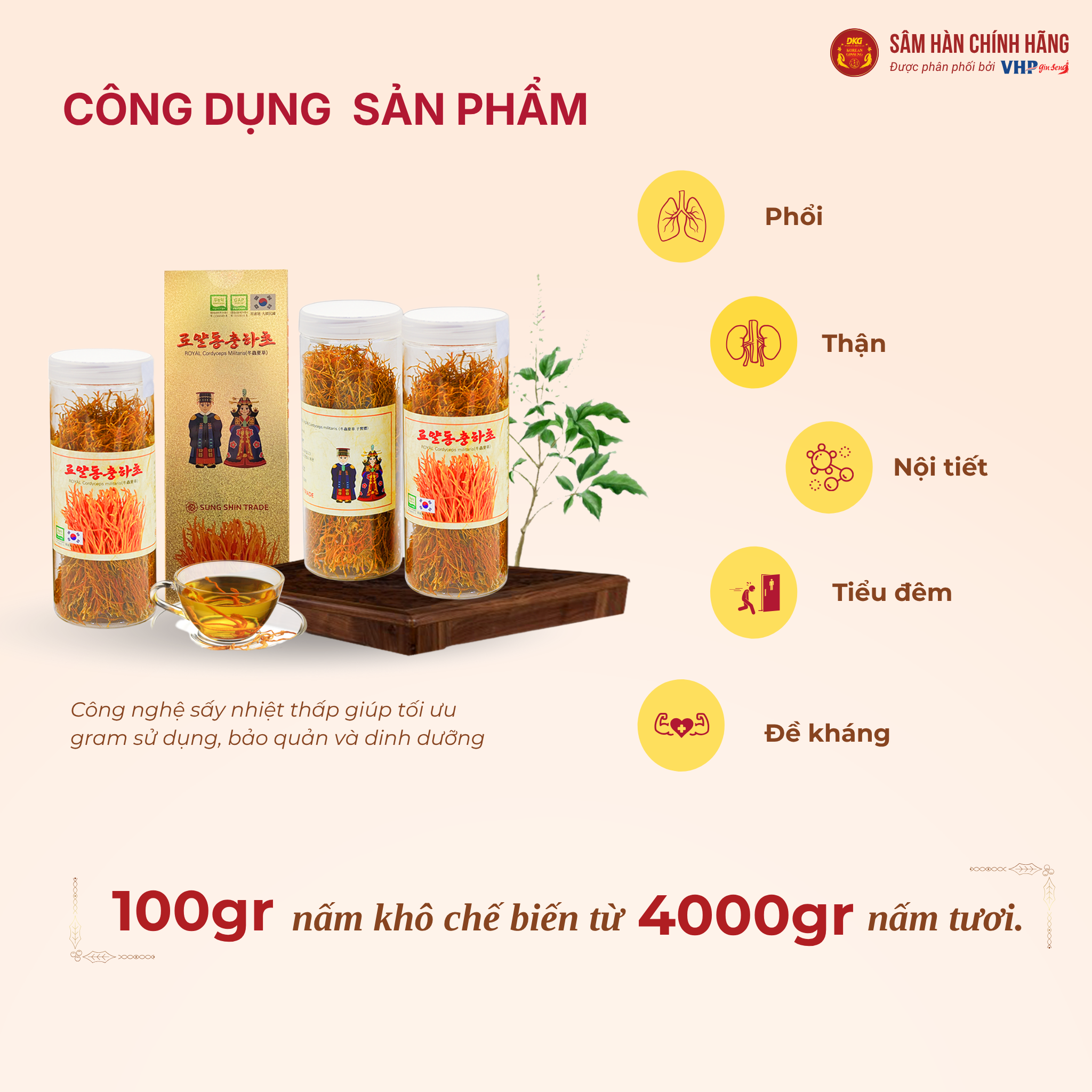 Nấm đông trùng hạ thảo hoàng gia 1 Đông trùng hạ thảo Hoàng gia (Royal Cordyceps Militaris) 100g/hộp