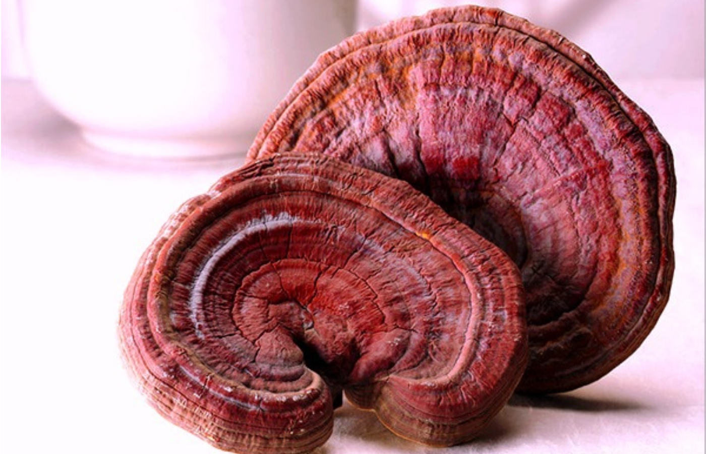 Lời khuyên cho mọi người khi sử dụng nấm linh chi cao cấp Hàn Quốc